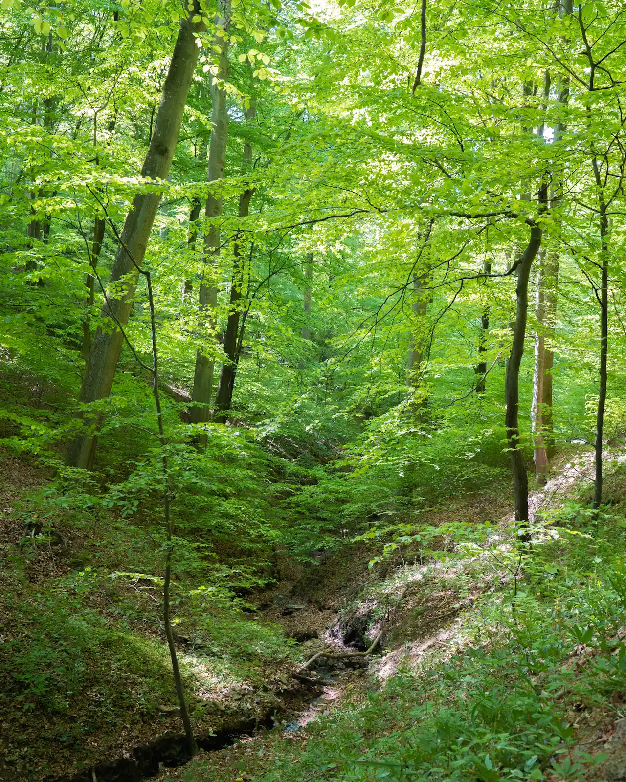 Alte Buchen im Bachtal der Buchengiganten in Wershofen